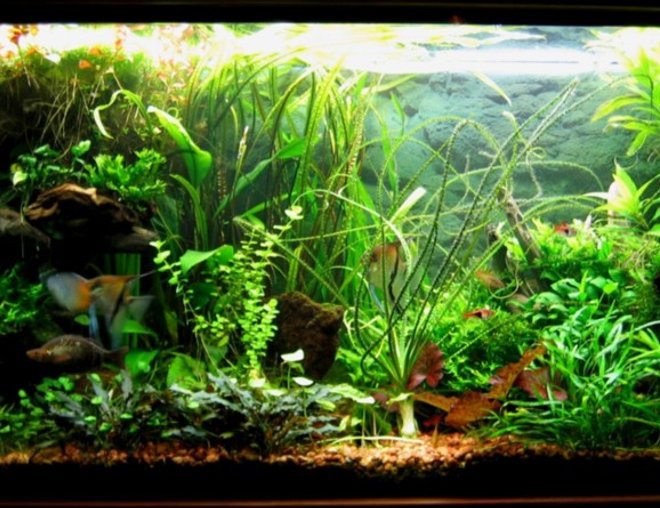 75 gallons planted tank (mostly live plants and fish) - The Jungle