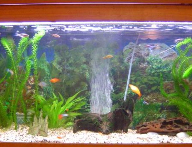 52 gallons planted tank (mostly live plants and fish) - My community tank..