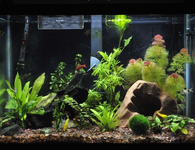20 gallons planted tank (mostly live plants and fish) - tank as of 9/25/09