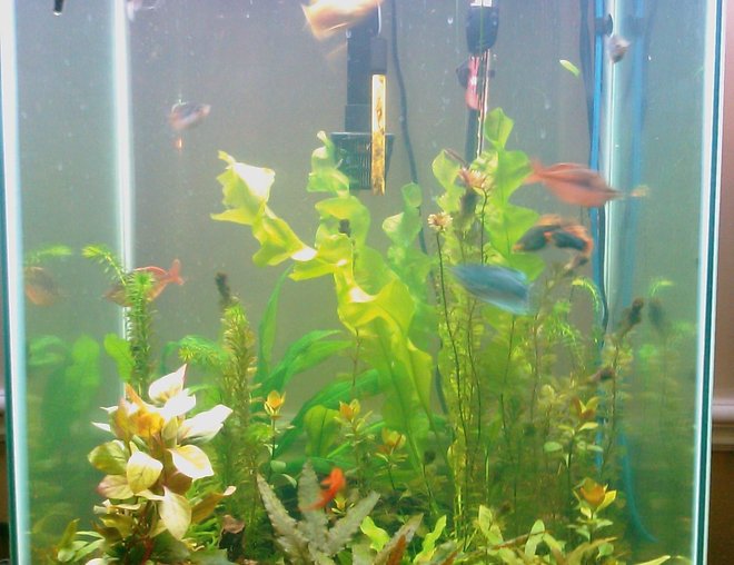 60 gallons planted tank (mostly live plants and fish) - 40 gal tall fully planted tank
2 many plants to name mainly crypts, banana lilies, rolatas, etc... 5 pound compressed co2 
use full fluorish line up from excel to nitrogen..
fish: 3 gouramis ( 2 oplaline 1 homey/ gold) 3 raindow sharks, 6 octocats, 6 neon tetras, 6 glass cats, 2 platies, 4 dojo loaches around 7inches each. ( 2 gold 2 regular brown) 1 dwarf pleco. and some amano shrimp.