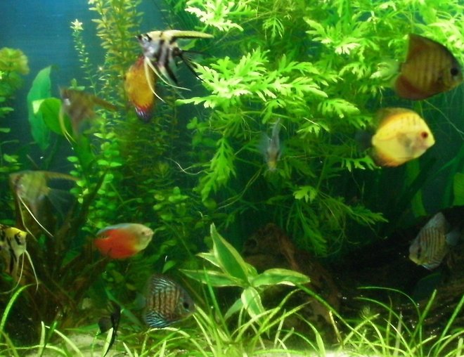 55 gallons planted tank (mostly live plants and fish) - Discus & Angels planted tank