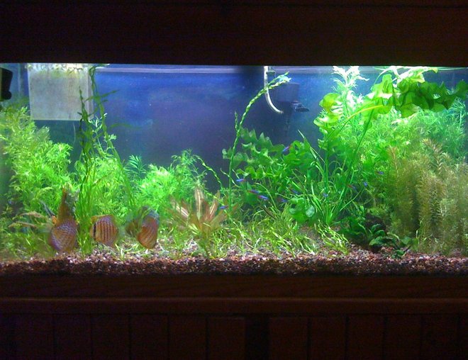 75 gallons planted tank (mostly live plants and fish) - Nov. 2009
