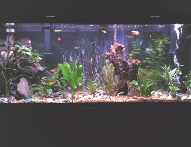 75 gallons planted tank (mostly live plants and fish) - All live plants, also all the rock is natural river slate fish  -- guppys goldnugget placo neons tetras african butterfly fish two large golden snails the tank is a 75 gallon marineland with two marinland 400 filters ocean sun light bulbs . its slowly getting there the tank has been going for three months want to get a co2 system ive heard they help the plants alot !