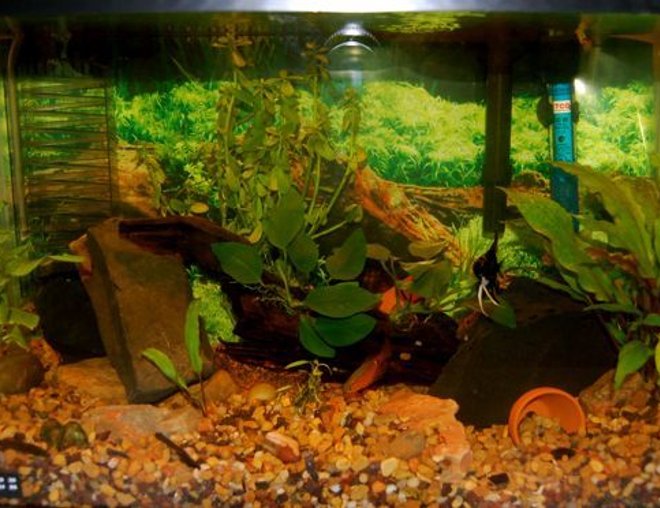 55 gallons planted tank (mostly live plants and fish) - 10 Gallon Tank, moneywort and some other unknown plants, CO2, with 2 gold barbs, 2 rosy barbs, and 1 angelfish.
