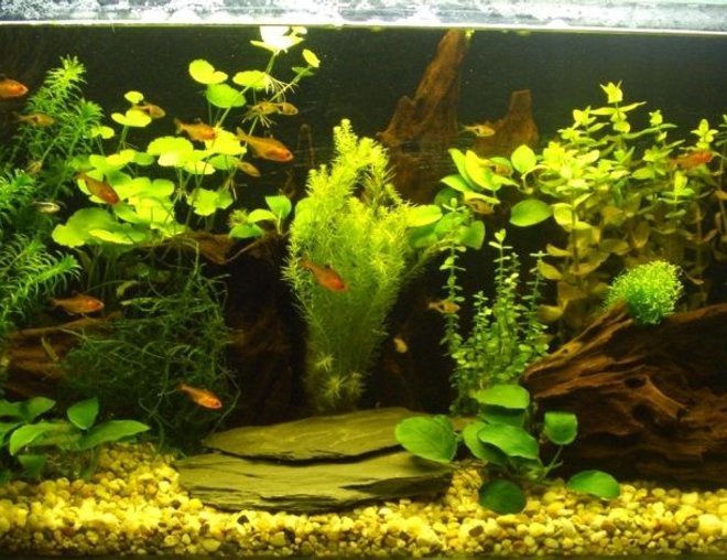 planted tank (mostly live plants and fish) - My new aquarium