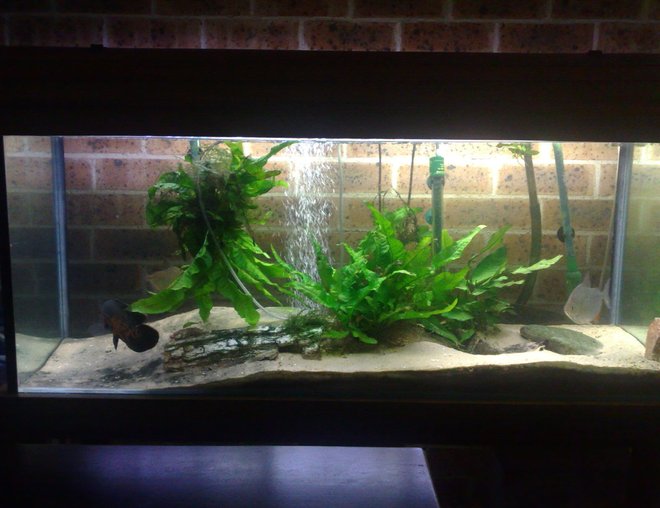 55 gallons planted tank (mostly live plants and fish) - 210L (55 gallon)
AQUANOVA 1500l/hr Canister Filter
100w T8 6700k
300w Heater
Pool Sand Substrate
2 Silver Dollers, 5 Congo Tetra, 2 Blue Rams, 6 Lemon Tip Tetra
Java Fern, Java Moss, Hygro, Anubus, Driftwood