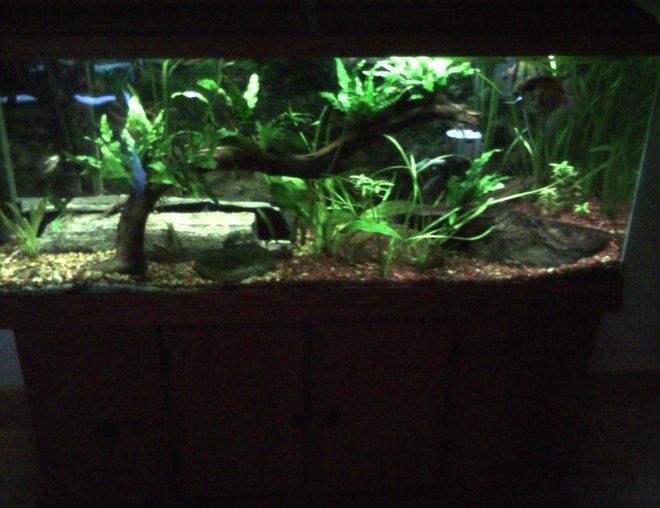 55 gallons planted tank (mostly live plants and fish) - 55 planted community tank