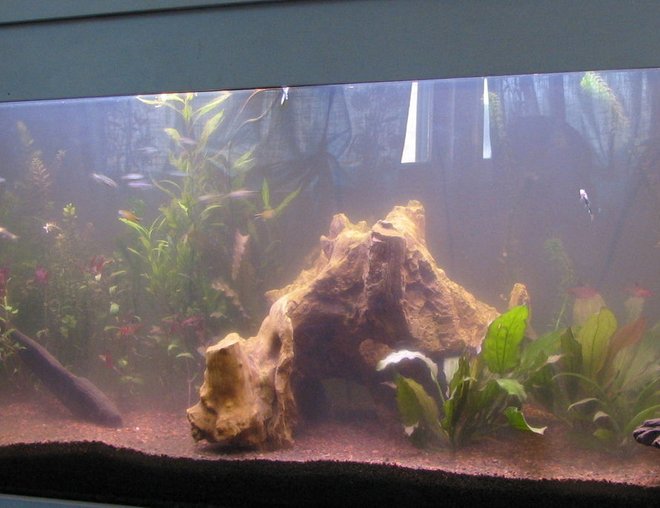 55 gallons planted tank (mostly live plants and fish) - This is my No Tech Planted Tank