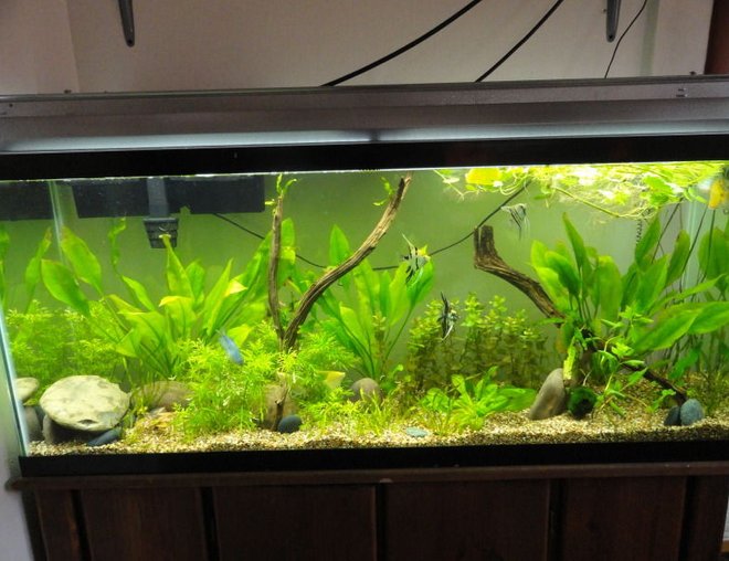55 gallons planted tank (mostly live plants and fish) - 55 gallon planted