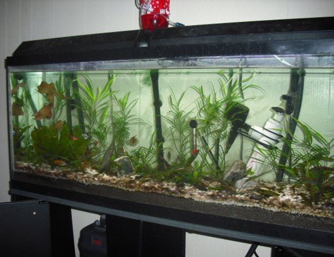 55 gallons planted tank (mostly live plants and fish) - 55 gallon planted tank
