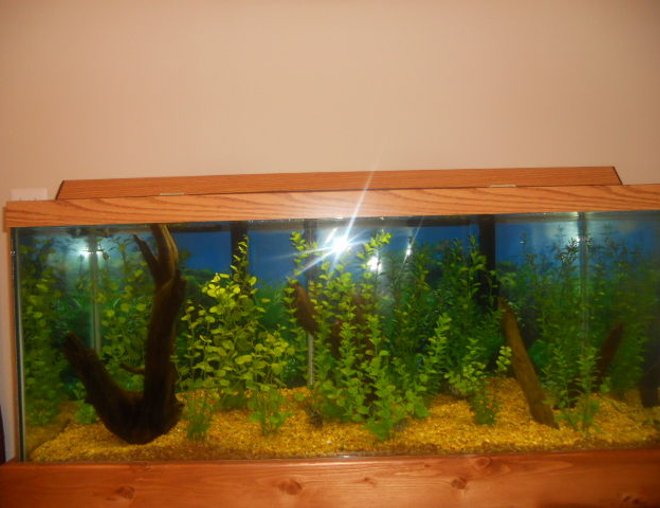 75 gallons planted tank (mostly live plants and fish) - 75 Gallon, densely planted, with large driftwood on left, medium driftwood in center, and two branches on right.  Home to 8 Convict Cichlids (3 pairs + 2 females).