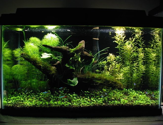 planted tank (mostly live plants and fish) - A 10g planted tank.

10 x Neon Tetras

DIY CO2 injection, ~3 WPG lighting.