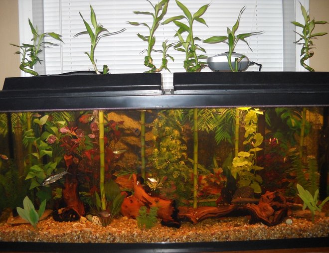 55 gallons planted tank (mostly live plants and fish) - 55g southeast asian
driftwood
lucky bamboo