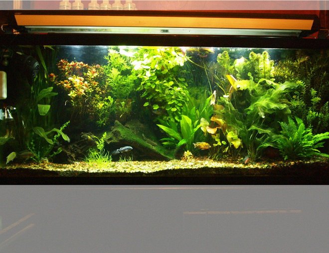 55 gallons planted tank (mostly live plants and fish) - My planted tank.