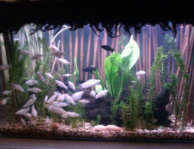 20 gallons planted tank (mostly live plants and fish) - pic #1