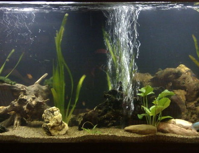 55 gallons planted tank (mostly live plants and fish) - Tetra 55 gallons