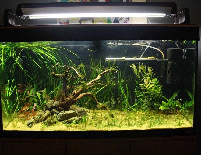 55 gallons planted tank (mostly live plants and fish) - roma..200