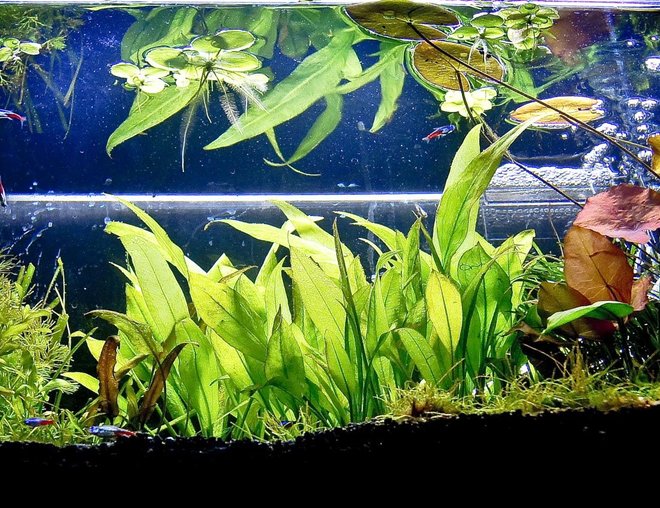 planted tank (mostly live plants and fish) - my 20g home entertaining system