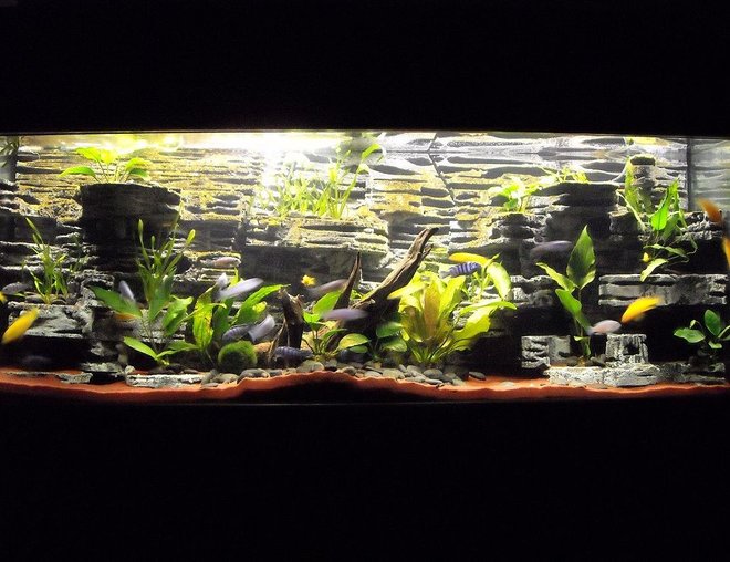 55 gallons planted tank (mostly live plants and fish) - My first attempt at several things...A custom made background, live plants, and African cichlids (demasoni,yellow labs, red zebras, and cobalt blues)...Not a single plant lost or even a demasoni lost. Granted I do need a better camera.