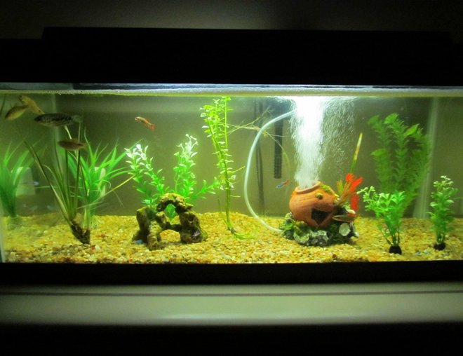 20 gallons planted tank (mostly live plants and fish) - my tank is a 20 gallon long..i love it..i have 2 live plants and getting some live driftwood