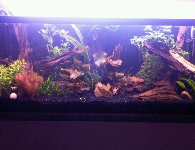 55 gallons planted tank (mostly live plants and fish) - My 55 gallon tank with pressurized CO2