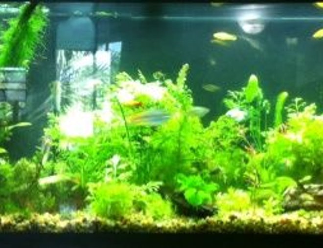 55 gallons planted tank (mostly live plants and fish) - Assorted plants(sword/java moss,etc.)
Assorted Fish(platies/swordtails/angels/rainbows/
tetras/cleaners/snails/barbs)