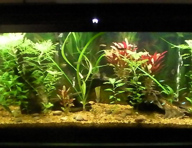 55 gallons planted tank (mostly live plants and fish) - most recent