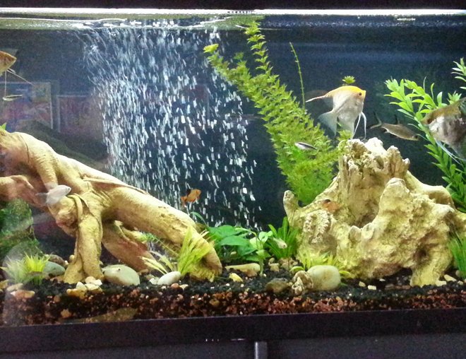 55 gallons planted tank (mostly live plants and fish) - 55 gallon fresh water live plants