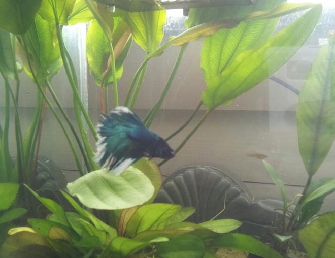 planted tank (mostly live plants and fish) - 5 Gallon Fluval Chi. Home to a Halfmoon betta, 3 Otos, 2 Endlers, 1 Ghost Shrimp and 1 Assassin Snail.
Sand and live plants. Plants: Anubis, Melon Sword, Unknown Sword. Natural light.