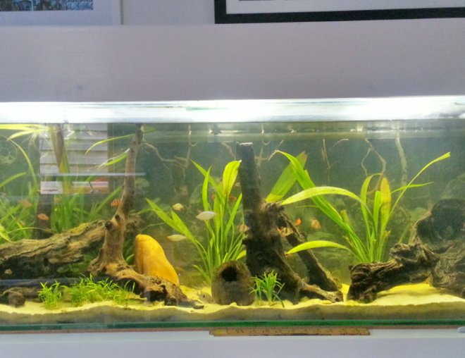 55 gallons planted tank (mostly live plants and fish) - Planted Fish Tank