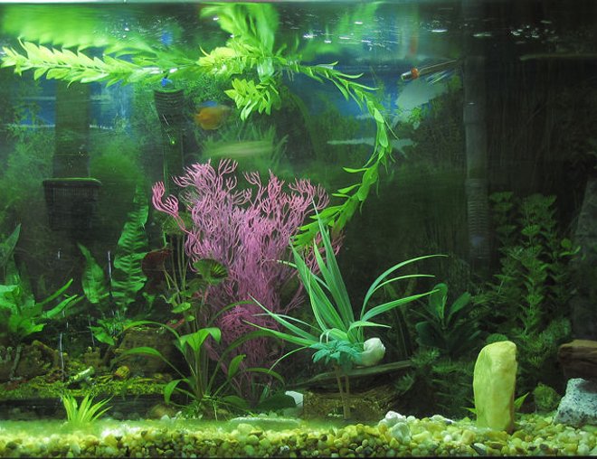 55 gallons planted tank (mostly live plants and fish)