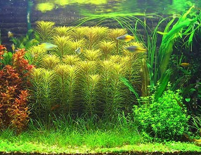 50 gallons planted tank (mostly live plants and fish) - Flora of Big Tank as at 8 June 2006:
Vals, Jungle (Vallisneria gigantea)
Green Temple Narrow (Hygro corombosa)
Eusteralis (Eusteralis stellata)
Anubias barteri var. nana
Spatterdock (Nuphar Japonica)
Sag, Dwarf Subulata (Sagittaria subulata)
Bolbitis heudelotii
Cyperus helferi (Cyperus helferi)
Cryptocoryne wendtii ''brown''
Giant Red Rotala (Rotala macrandra)
Echinodorus 'Rubin'
Echinodorus uruguayensis
Pearl Grass (Hemianthus micranthemoides)
Aponogeton ulvaceus
Blyxa japonica
Dwarf Hairgrass (Eleocharis parvula) 
Vallisneria americana 'Mini twister'
Glossostigma elatinoides 
Crystalwort (Riccia fluitans) 
Eleocharis vivipara