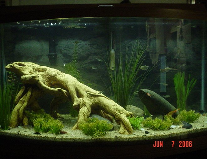 46 gallons planted tank (mostly live plants and fish) - 46 gal bowfront