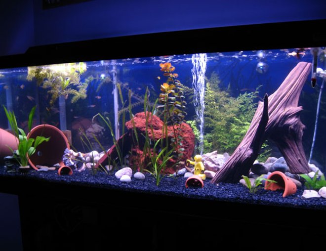 75 gallons planted tank (mostly live plants and fish) - An overview shot of the tank