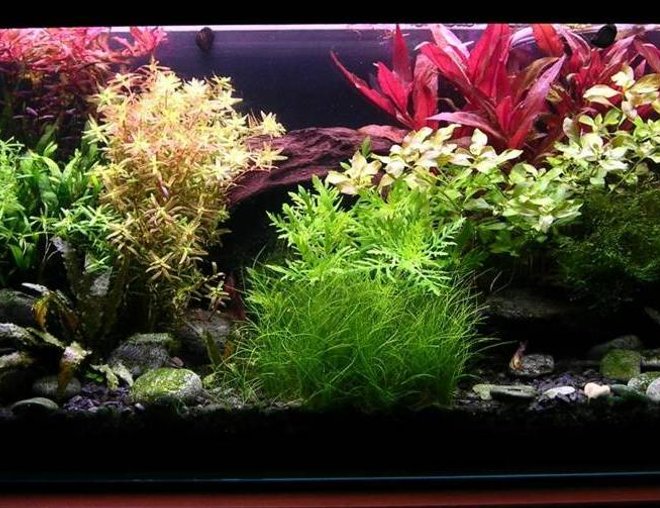 36 gallons planted tank (mostly live plants and fish) - Colourfull water garden