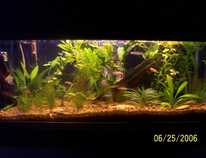 125 gallons planted tank (mostly live plants and fish) - my 20 gallon tank custom wall mounted with flounder, clams,5 neon tetra,2 tiger barb, 2 zebra danios,2 white clouds,2 angle fish, 3 rummy nose tetra, 2 pink longfin zebra danios, panda cory cat,2 sucker fish