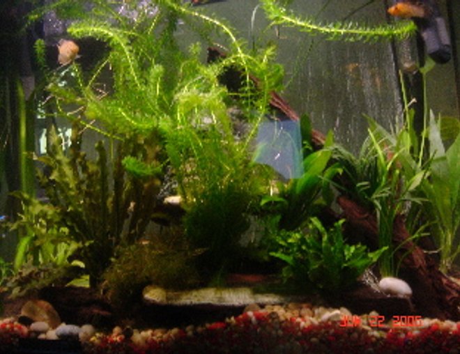 50 gallons planted tank (mostly live plants and fish) - 40G Planted Tank