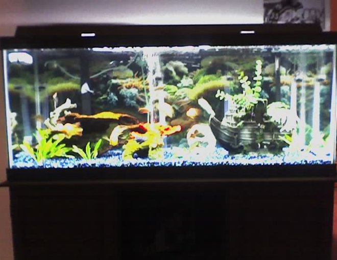 75 gallons planted tank (mostly live plants and fish) - mine for your viewing
