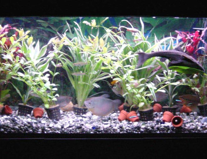 30 gallons planted tank (mostly live plants and fish) - it is a jewel 120 with 10 plants, an under gravel filter with powerhead for water flow. fluval 304 and air pump for air birck.
has about 40 fish, sissor tails, moonlight garami, black neons, cardinals , 9" plec, a yellow and white angel and alot more.
t8 lighting Aqua glow single 30" tube