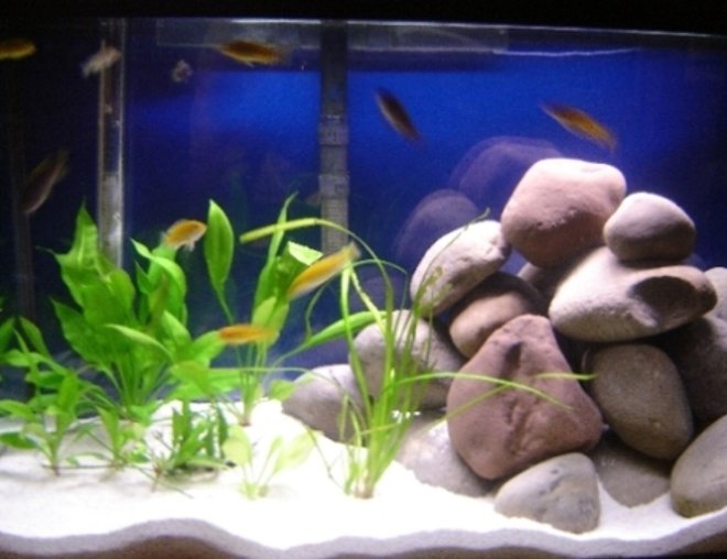 29 gallons planted tank (mostly live plants and fish) - 29 gallon African Cichlid tank with 4 swords, 1 valisneria, 1 java fern, and 12 fish (2 electric yellows, 4 electric blues, 2 albino socolofis, 2 yellow fined aceis, 2 zebra peacocks)