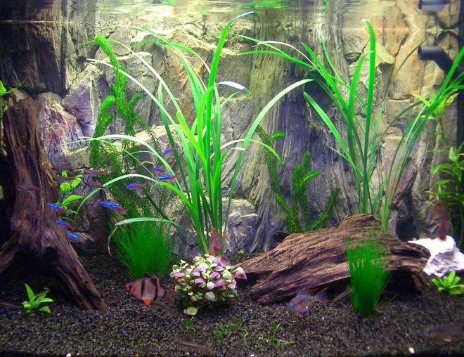 33 gallons planted tank (mostly live plants and fish) - My Asian/South American community tank, just after a makeover inolving redecoration and replanting.