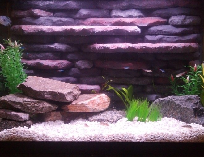20 gallons planted tank (mostly live plants and fish) - 20 Gallon with both live and artificial plants. Custom 3d background and twin HOB filters and heater built in.  Community tank with cardinal tetras, bloodfin tetras, nerite snails, gourami, ghost shrimp and peppered corys. Took a lot of time and effort to get this tank up and running but I think could compete with any smaller tank set up out there. Good example of making the best of what you have to work with.  Would love feedback and opinions of this tank setup.