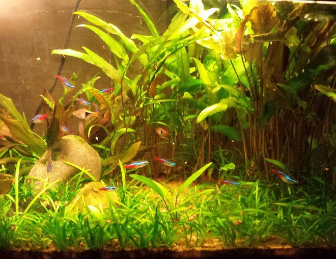 55 gallons planted tank (mostly live plants and fish) - 10g tank. Little over a yr old. melon sword, dwarf sag and crypts.