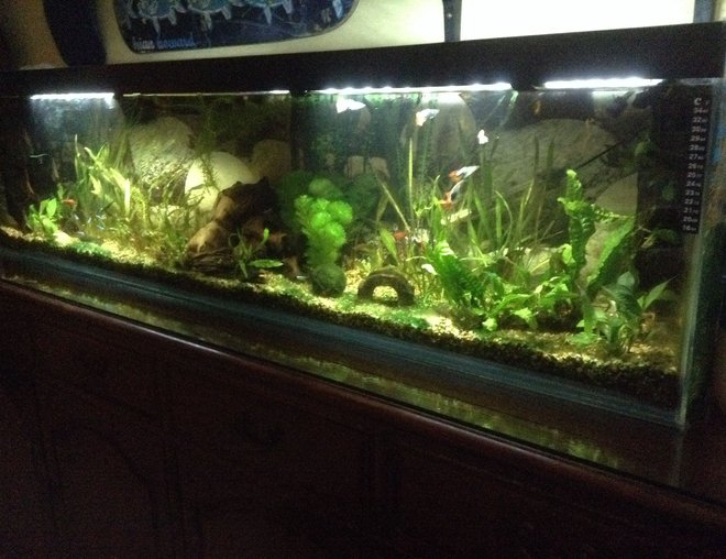 55 gallons planted tank (mostly live plants and fish) - Peaceful tropical community