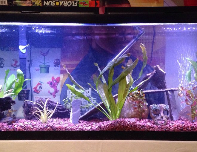 55 gallons planted tank (mostly live plants and fish) - My 55g cichlid tank
