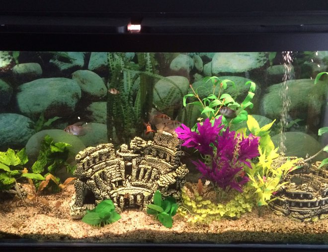 55 gallons planted tank (mostly live plants and fish) - 50/50 mix of live plants and artificial.
55 gal community aquarium