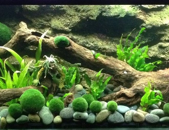 planted tank (mostly live plants and fish) - Monster Marimo Tank