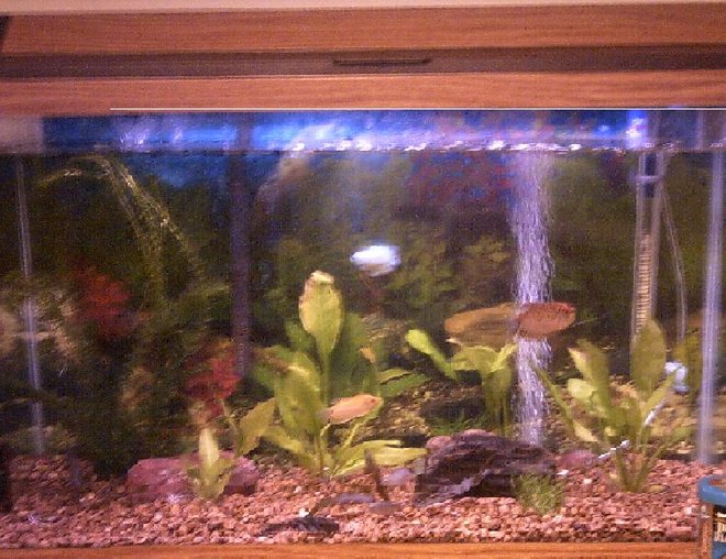 29 gallons planted tank (mostly live plants and fish) - Gourami 29 gallon:
1 - Male Gold Gourami
1 - Female Gold Gourami
1 - Male Paradise Fish
1 - Female Paradise Fish
2 - Male Dwarf Gourami
2 - Powder Blue Dwarf Gourami
1 - Pleco
4 - Amazon Swords
2 - Elodia
2 - Water Trumpet