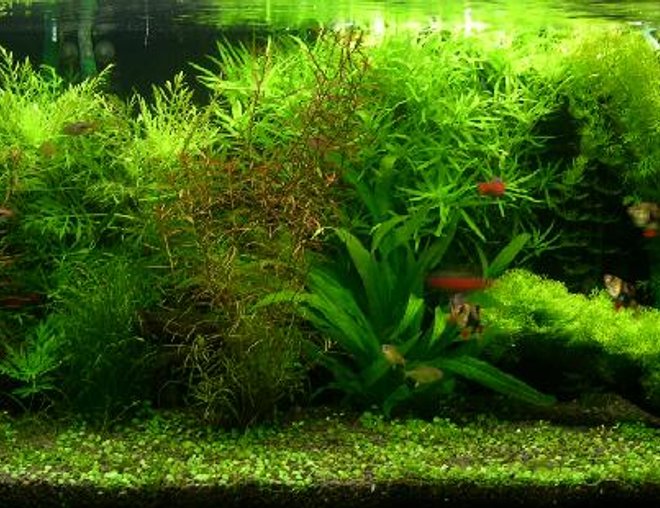 40 gallons planted tank (mostly live plants and fish) - aquabase substrate top up with fine black river stone. 
2 x 30W + 2 x 35w floresent arcadia tubes 
900/ltr canister filter x 1, Eheim 2213 x 1 
2 x Hagen c02 diffuser (with DIY yeast mix) 

plant: water wisteria, Stargrass, pennywoth, Indian fern, Riccia on driftwood, amazon sword and Rotala. Glosso 

fish stock: 6 tiger barb, 5 Harequin, 5 Lemon Tetra, 2 flying fox, 5 Odessa Barb
