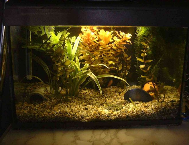 36 gallons planted tank (mostly live plants and fish) - 4.4g tropical tank... Just a spare tank i had, thought id try to plant it up and let it mature esp with moss... Just put these plants in now so dont know how it'll turn out!